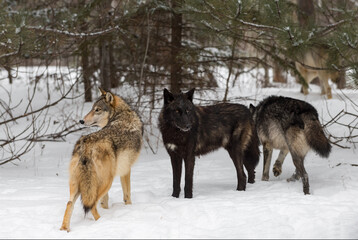 Grey Wolf Pack (Canis lupus) Stands at Edge of Woods Winter