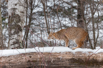 Bobcat (Lynx rufus) Walks Left Along Top of Log Winter