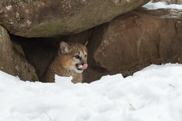 Female Cougar (Puma concolor) Licks Nose While Looking Out From Inside Rock Den Winter