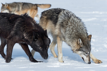 Grey Wolves (Canis lupus) Walk Right in Snowy Field Third in Background Winter