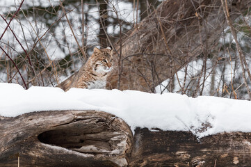 Bobcat (Lynx rufus) Peers Over Top of Log Ears Back Winter