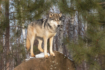 Grey Wolf (Canis lupus) Looks Down From Atop Rock Under Pine Winter