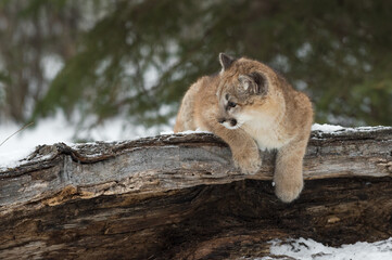 Female Cougar (Puma concolor) Hangs Over Log Looking Left Winter