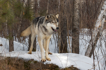 Grey Wolf (Canis lupus) Looks Out From Atop Rock Wagging Tail Winter