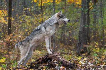 Grey Wolf (Canis lupus) Paws Up on Log Looking Right Autumn