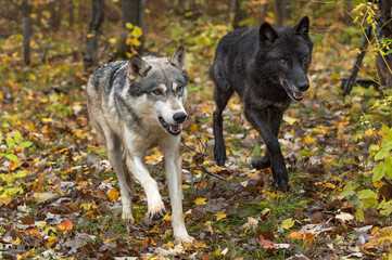 Grey Wolf and Black Phase (Canis lupus) Run Forward to Right Autumn