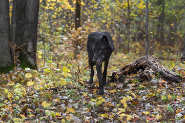 Black Phase Grey Wolf (Canis lupus) Steps Forward Past Log Autumn