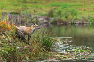 Amber Phase Fox (Vulpes vulpes) Stands in Profile on Edge of Island in Rain Autumn