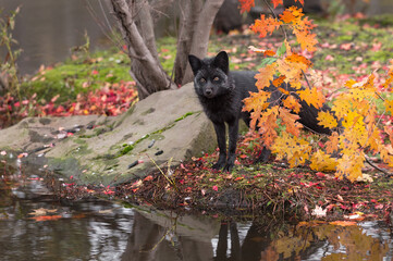 Silver Fox (Vulpes vulpes) Looks Out from Shore Reflected with Leaves Autumn