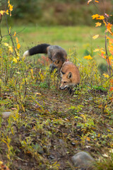 Red Fox (Vulpes vulpes) and Cross Fox Walk Through Weeds Autumn