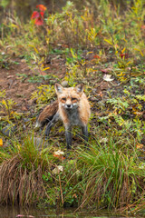 Amber Phase Fox (Vulpes vulpes) Stands on Shoreline Looking Out Autumn