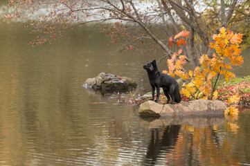 Silver Fox (Vulpes vulpes) Stands on Rock Looking Up and Left Copy Space Autumn