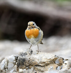 The European robin (Erithacus rubecula)