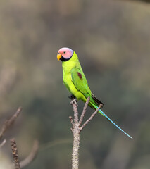 Blossom-headed parakeet on a flower.The blossom-headed parakeet is a parrot which is a resident breeder in Eastern Bangladesh, Bhutan, Northeast India and Nepal, eastwards into South-east  Asia.