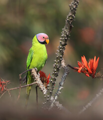 Blossom-headed parakeet on a flower.The blossom-headed parakeet is a parrot which is a resident breeder in Eastern Bangladesh, Bhutan, Northeast India and Nepal, eastwards into South-east  Asia.