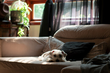 puppy sleeping on the sofa