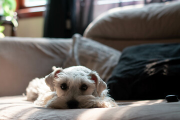 puppy sleeping in bed