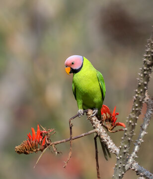Blossom-headed parakeet on a flower.The blossom-headed parakeet is a parrot which is a resident breeder in Eastern Bangladesh, Bhutan, Northeast India and Nepal, eastwards into South-east  Asia.