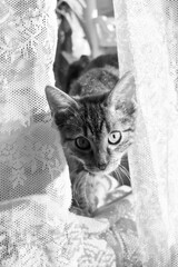 Fototapeta Młody kot- czarno białe zdjęcie. obraz