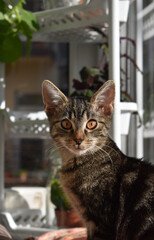 Fototapeta Bury, młody kot. obraz