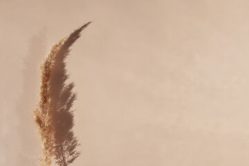 Obraz premium Pampas grass on a beige background. Minimalistic eco friendly concept with copy space. Top view. Flat lay. Dried flower in the sunlight