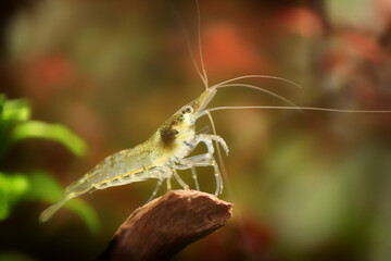Neocaridina Freshwater Shrimp, dwarf shrimp in the aquarium. Animal macro, close up photography with a focus gradient and soft background.