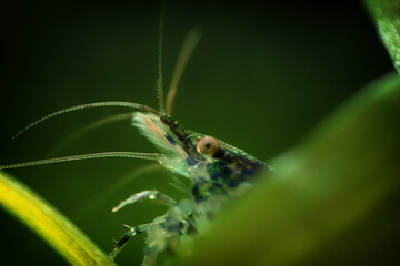 Neocaridina Freshwater Shrimp, dwarf shrimp in the aquarium. Animal macro, close up photography with a focus gradient and soft background.