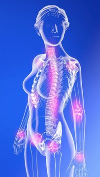 Anatomical 3d animation vertical of a woman's figure graphically showing joint pain throughout the body. Transparent image on a blue background rotating and moving from top to bottom.