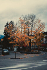 Fototapeta premium Miette Avenue