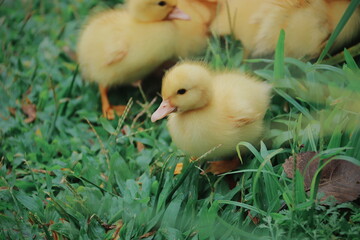 yellow ducklings on green grass