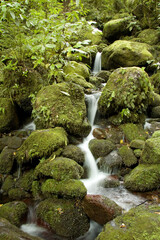 Waterfall in New Zealand Rain Forest 