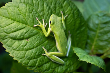 Green Tree Frog Sitting on a Large Green Leaf