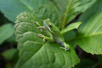 Green Tree Frog Sitting on a Large Green Leaf