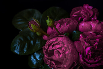 Moody flowers. Roses peony purple on a black background. Blur and selective focus. Extreme Flower...