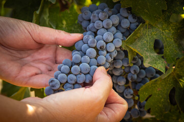 Female Farmer Hands Holding Bunch of Ripe Wine Grapes In The Vineyard.