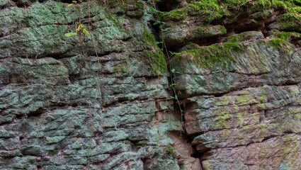 A sandstone rock face covered with green moss