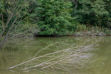 Trees lie in a small pond