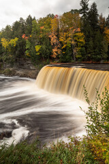 Autumn photo of Upper Tahquamenon Falls in Michigan with water cascading into the river below surrounded by evergreen trees and fall colored foliage and young saplings in the foreground.