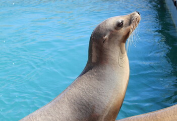 Seal