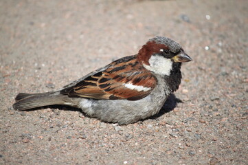 Obraz premium Sparrow