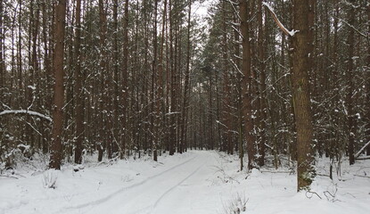 Fototapeta premium las