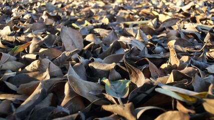 leaves on the ground
