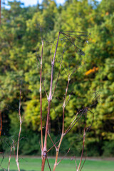 A shrub in autumn colors