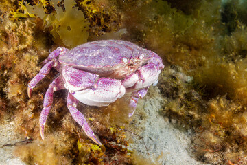 Jonah crab 2