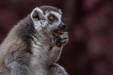 Affe