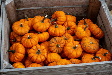 Kürbisse in einer Holzkiste auf dem Markt
