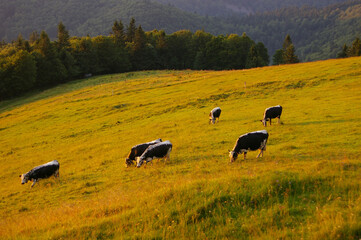 Cows grazing in mountain pasture