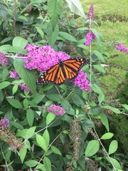 Close up of a monarch butterfly on the blooming flower of a Buddleja davidii, also called summer lilac, butterfly bush, or orange eye