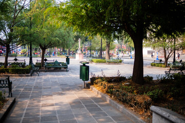Fototapeta na wymiar Big tree shade in peaceful park from Mexico City