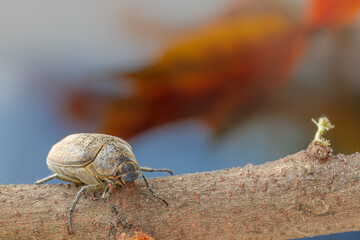 A sugarcane white grub or Lepidiota stigma creeping on the branches, the background looks like autumn